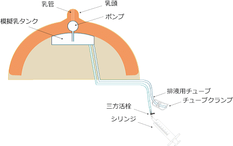 搾乳トレーニングモデル図